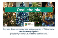 Akcja "Ocal choinkę" 2025/26
