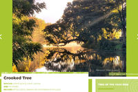 Głosowanie - Europejskie Drzewo Roku