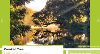 Głosowanie - Europejskie Drzewo Roku